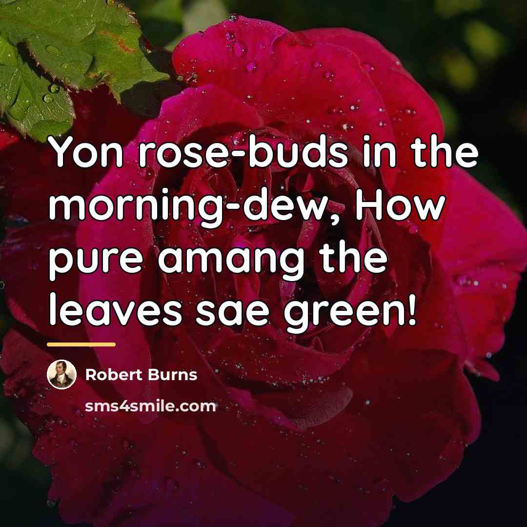 “Yon rose-buds in the morning-dew, How pure amang the leaves…” quote by Robert Burns