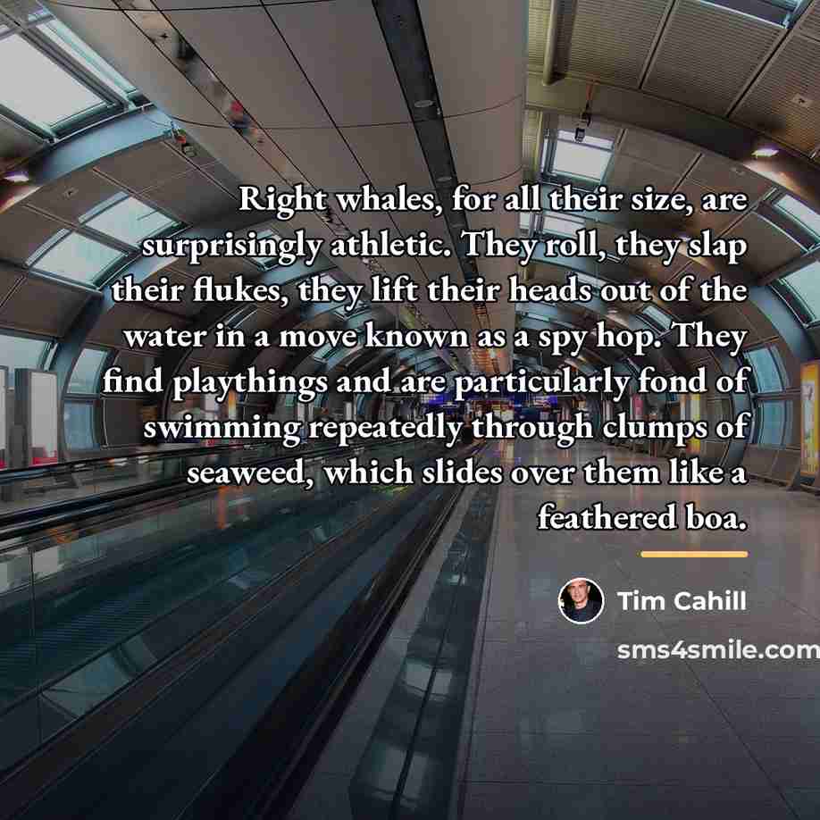“Right whales, for all their size, are surprisingly athletic. They…” quote by Tim Cahill