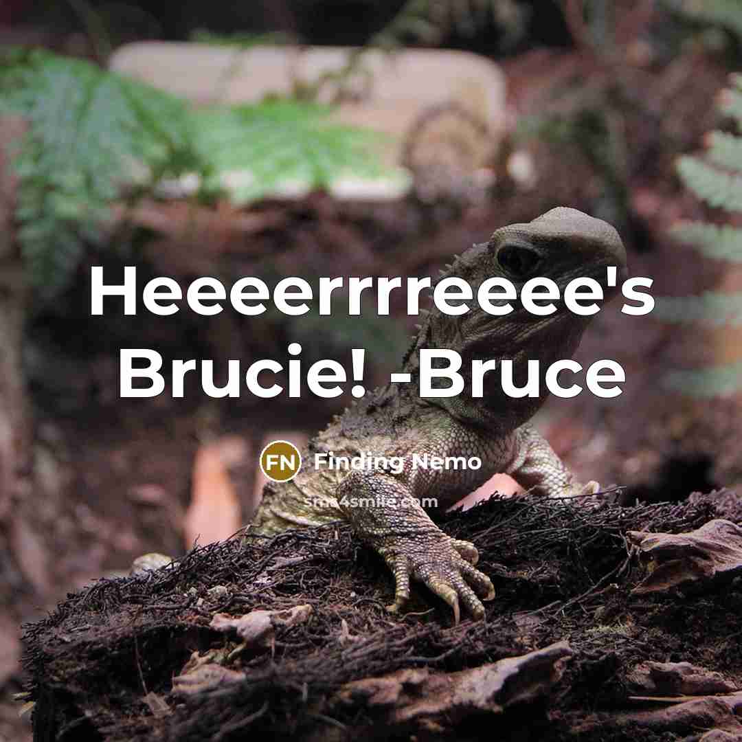“Heeeerrrreeee's Brucie! -Bruce” quote by Finding Nemo