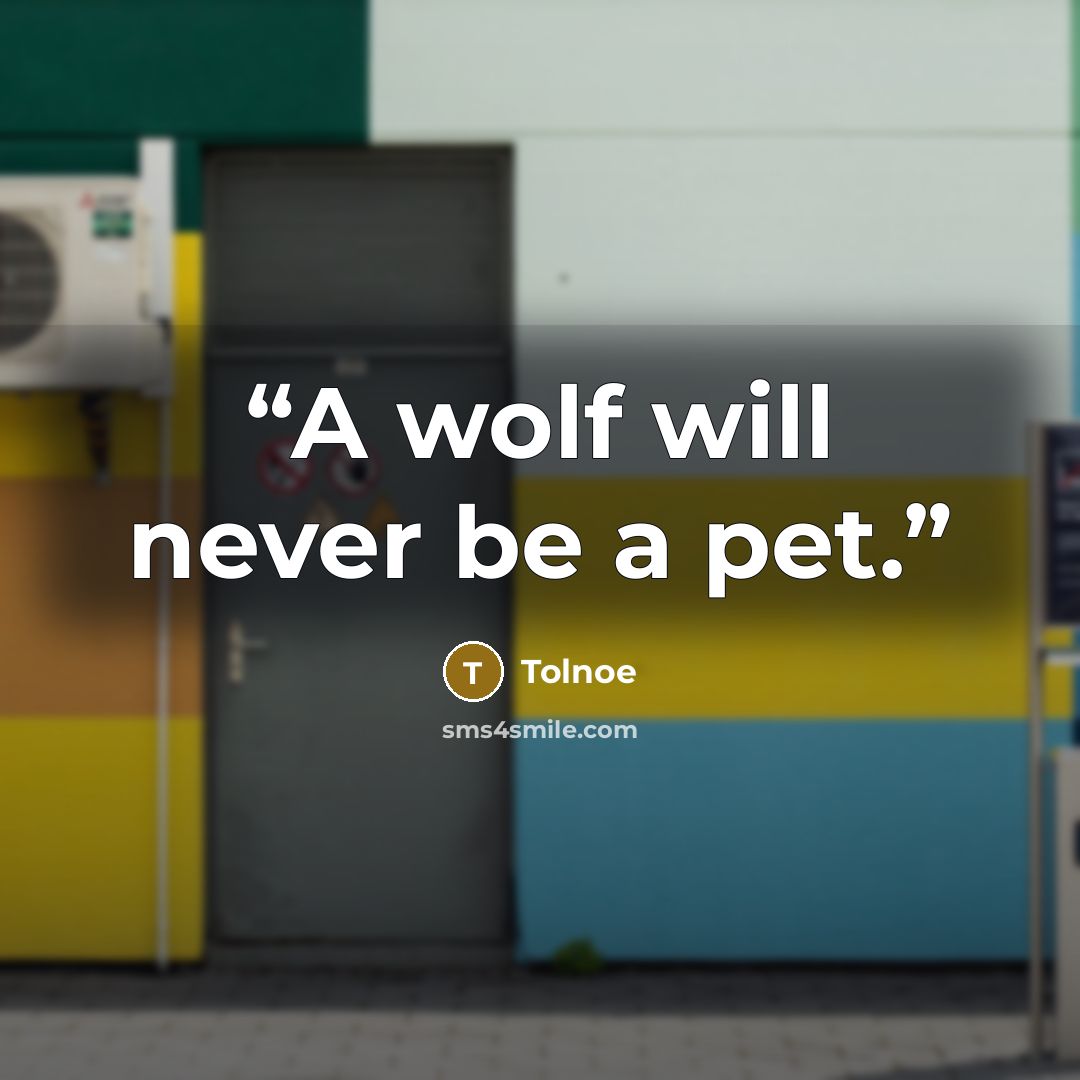 “A wolf will never be a pet.” quote by Tolnoe