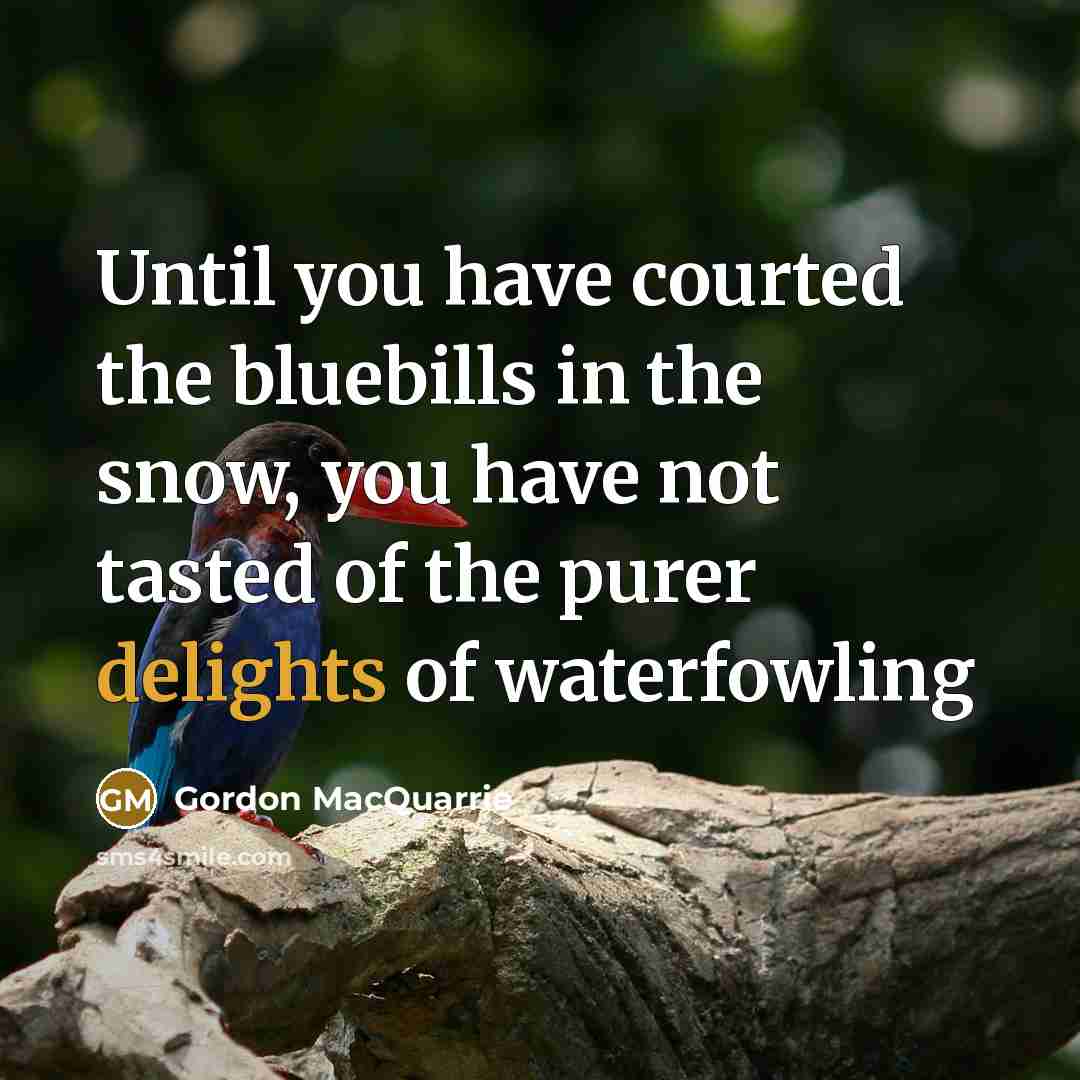 “Until you have courted the bluebills in the snow, you have not tasted of the purer delights of waterfowling” quote by Gordon MacQuarrie