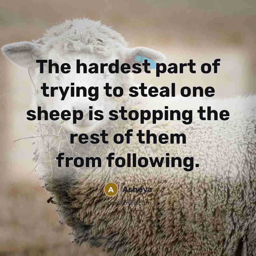 “The hardest part of trying to steal one sheep is…” quote by Asheya