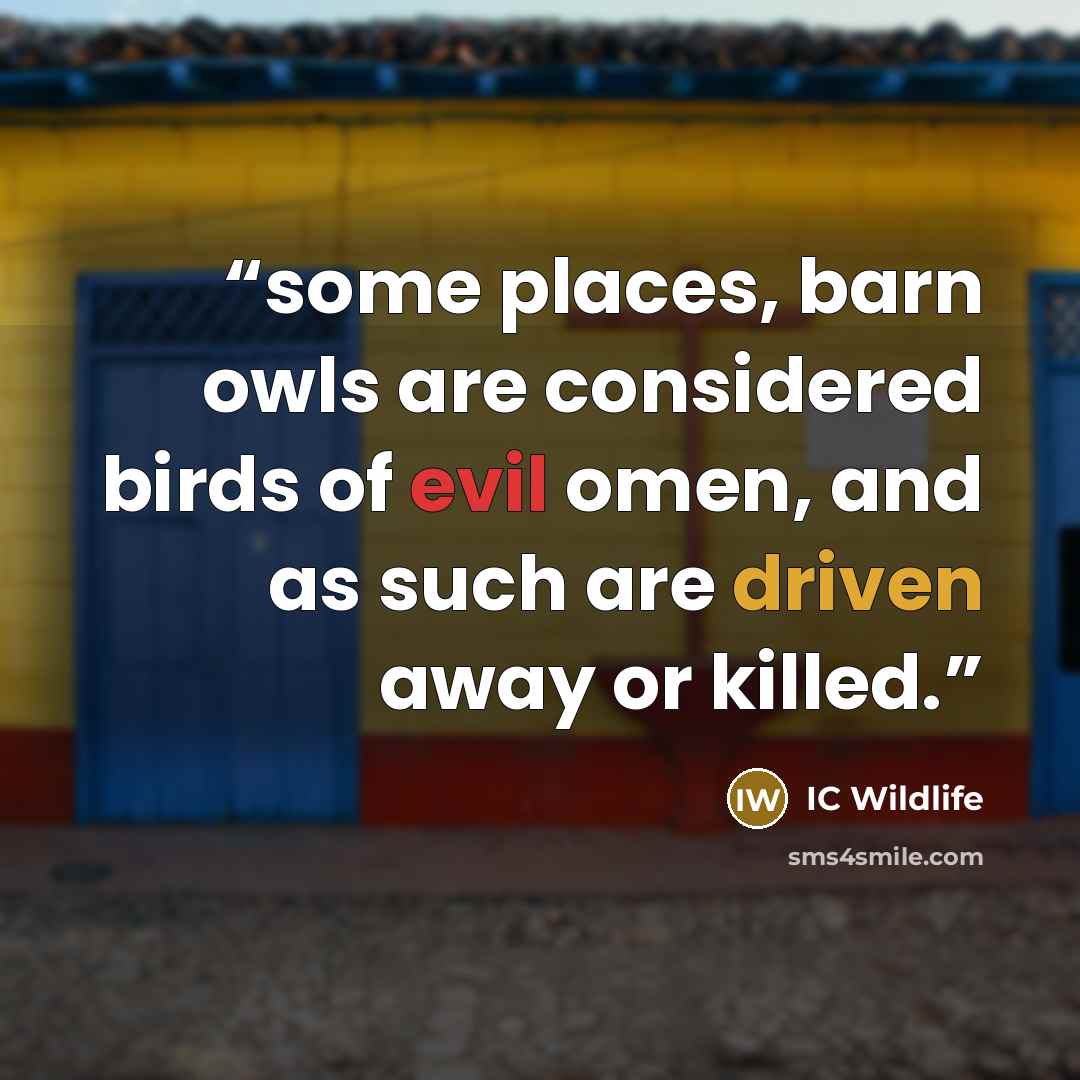 “some places, barn owls are considered birds of evil omen, and as such are driven away or killed.” quote by IC Wildlife