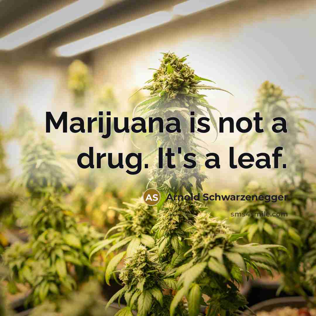 “Marijuana is not a drug. It's a leaf.…” quote by Arnold Schwarzenegger