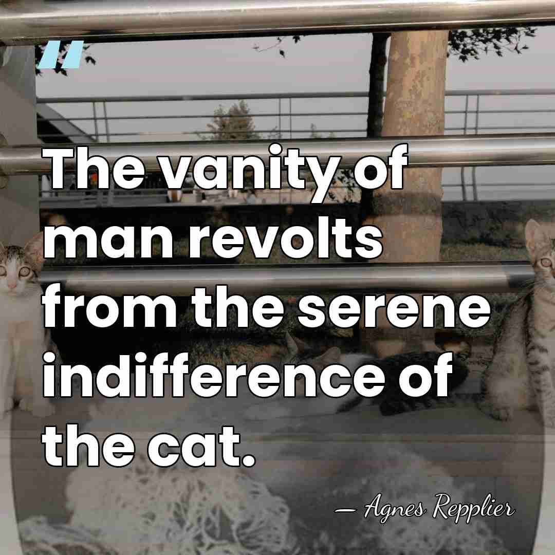 The vanity of man revolts from the serene indifference of the cat. - Agnes Repplier