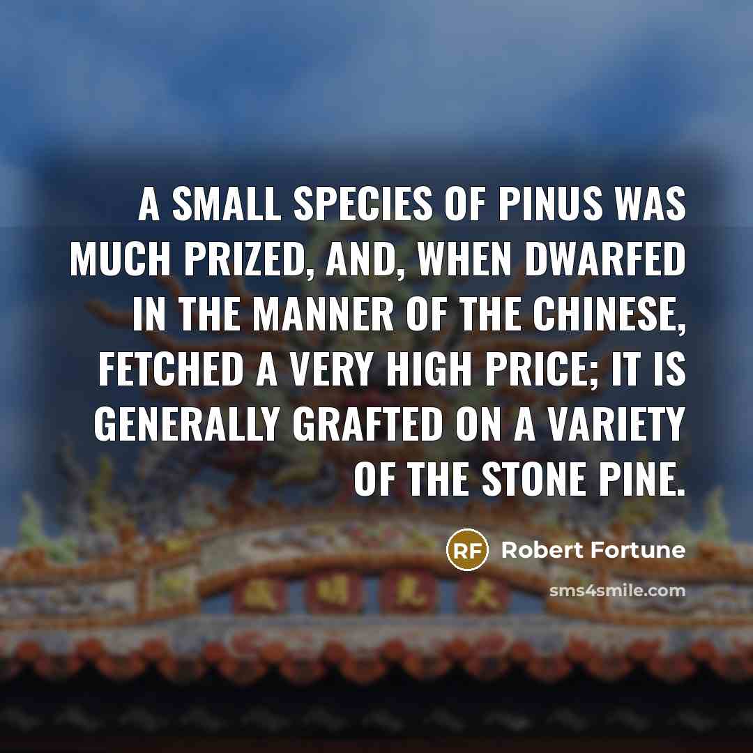 “A small species of pinus was much prized, and, when…” quote by Robert Fortune