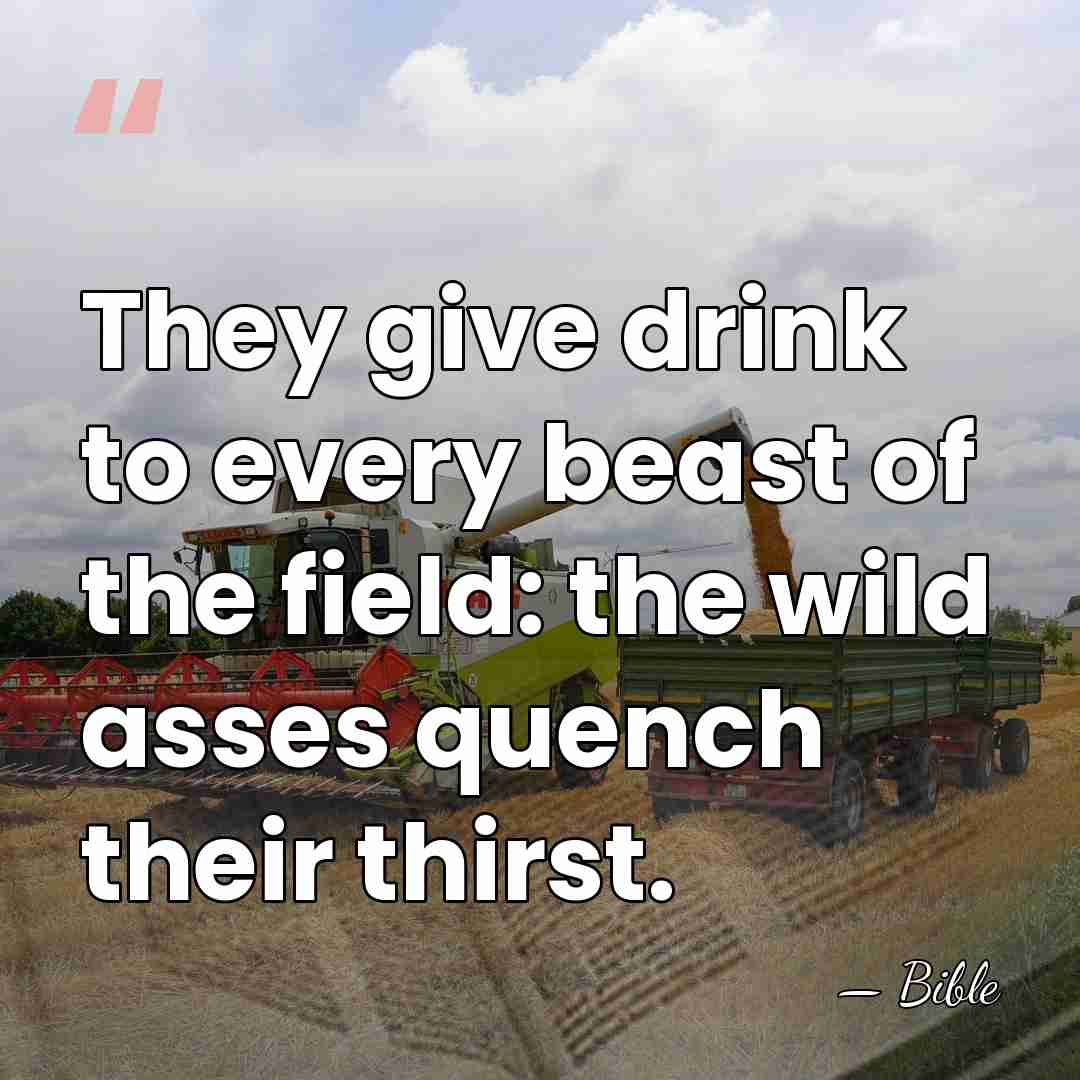 They give drink to every beast of the field: the wild asses&hellip; - Bible