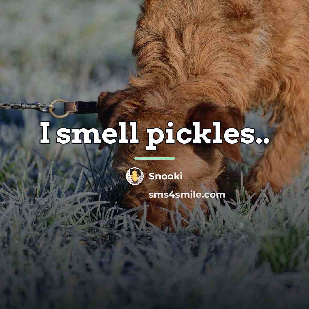 “I smell pickles..…” quote by Snooki