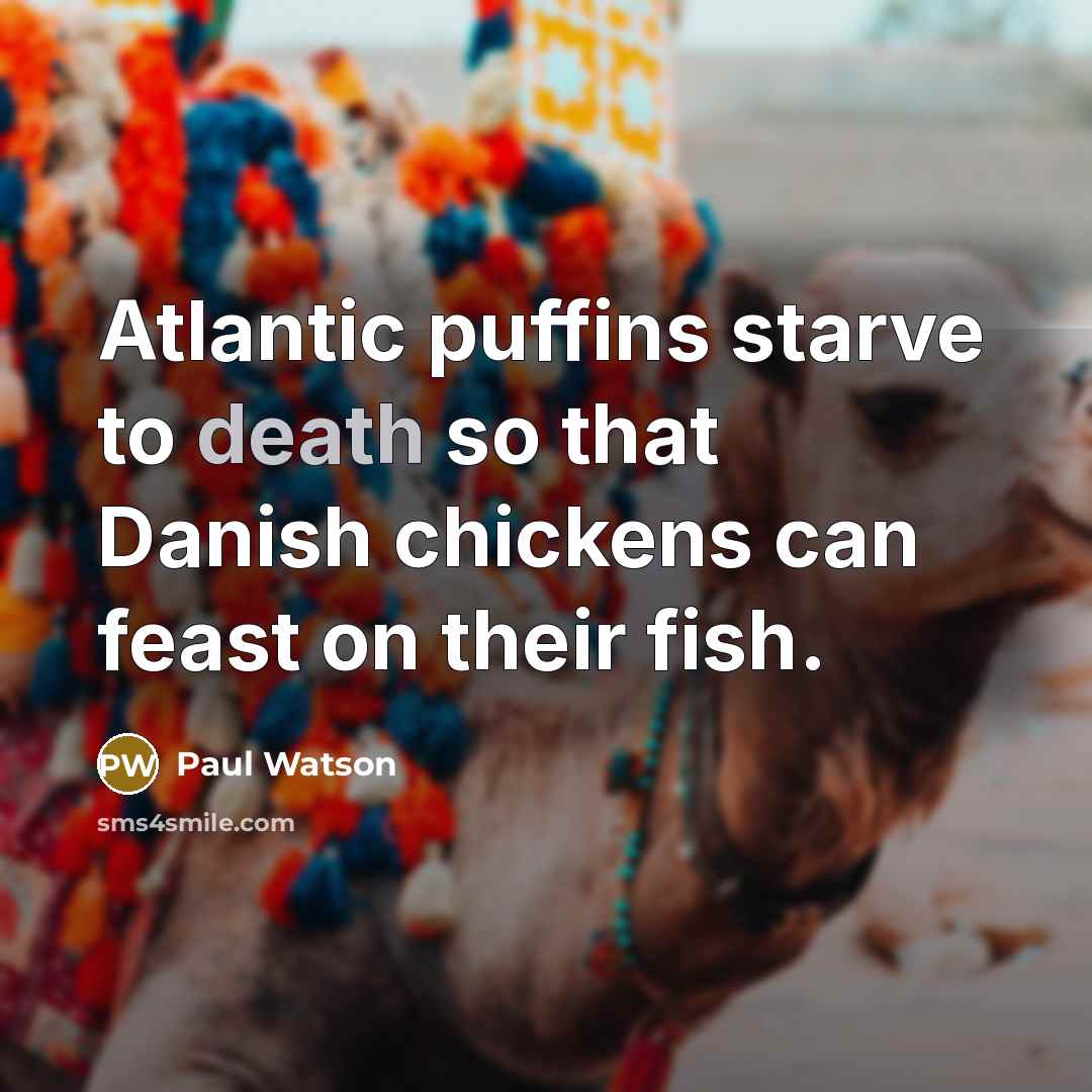 “Atlantic puffins starve to death so that Danish chickens can…” quote by Paul Watson