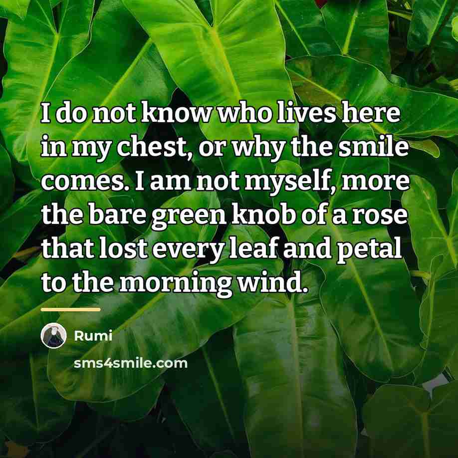 “I do not know who lives here in my chest,…” quote by Rumi
