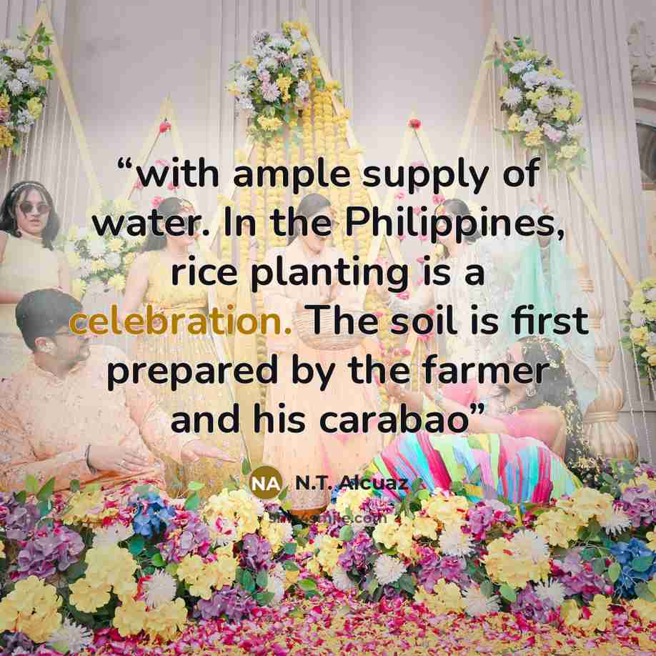 “with ample supply of water. In the Philippines, rice planting is a celebration. The soil is first prepared by the farmer and his carabao” quote by N.T. Alcuaz