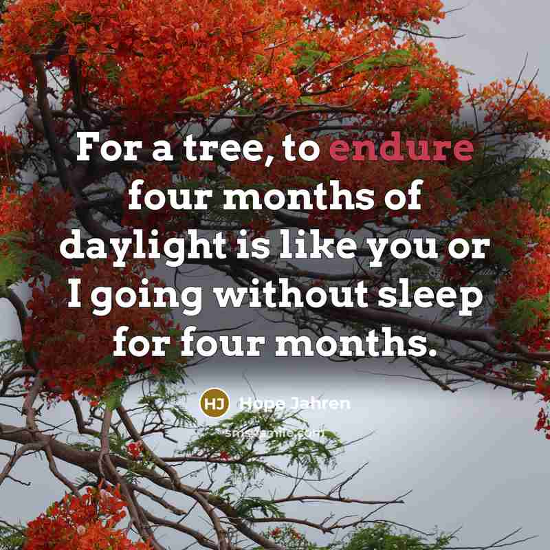 “For a tree, to endure four months of daylight is…” quote by Hope Jahren