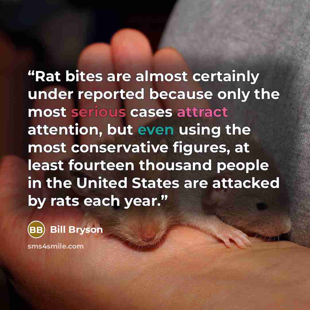 “Rat bites are almost certainly under reported because only the most serious cases attract attention, but even using the most conservative figures, at least fourteen thousand people in the United States are attacked by rats each year.” quote by Bill Bryson