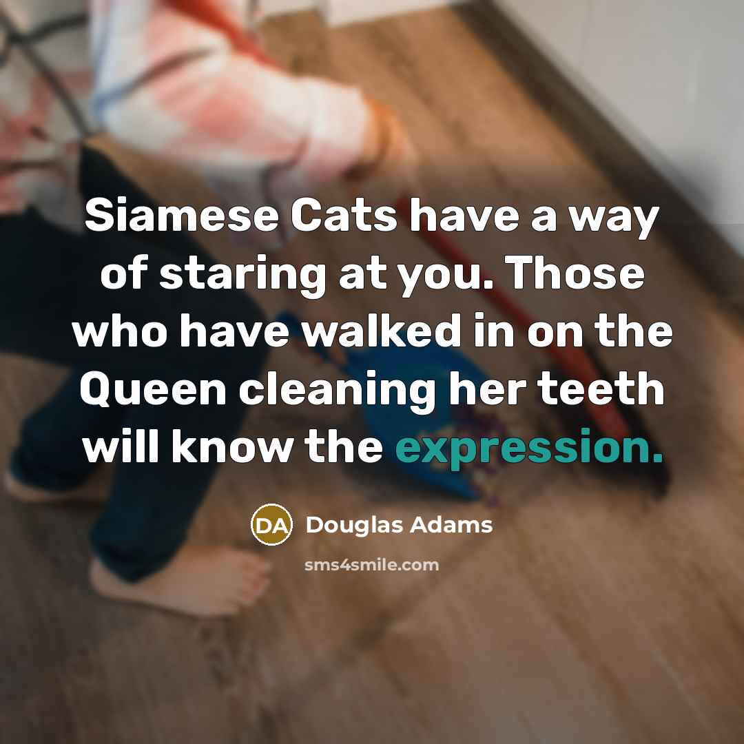 “Siamese Cats have a way of staring at you. Those…” quote by Douglas Adams