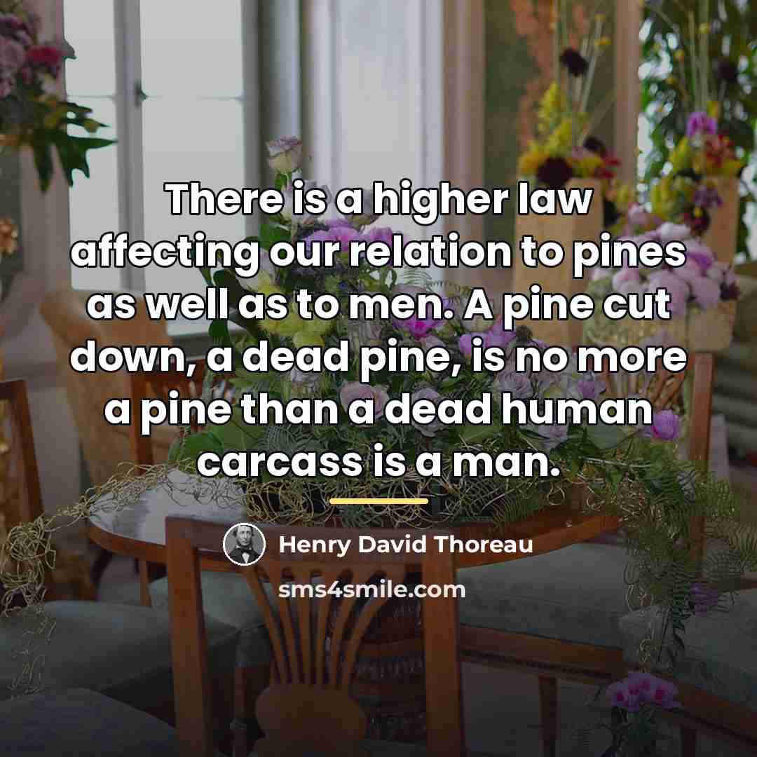“There is a higher law affecting our relation to pines…” quote by Henry David Thoreau