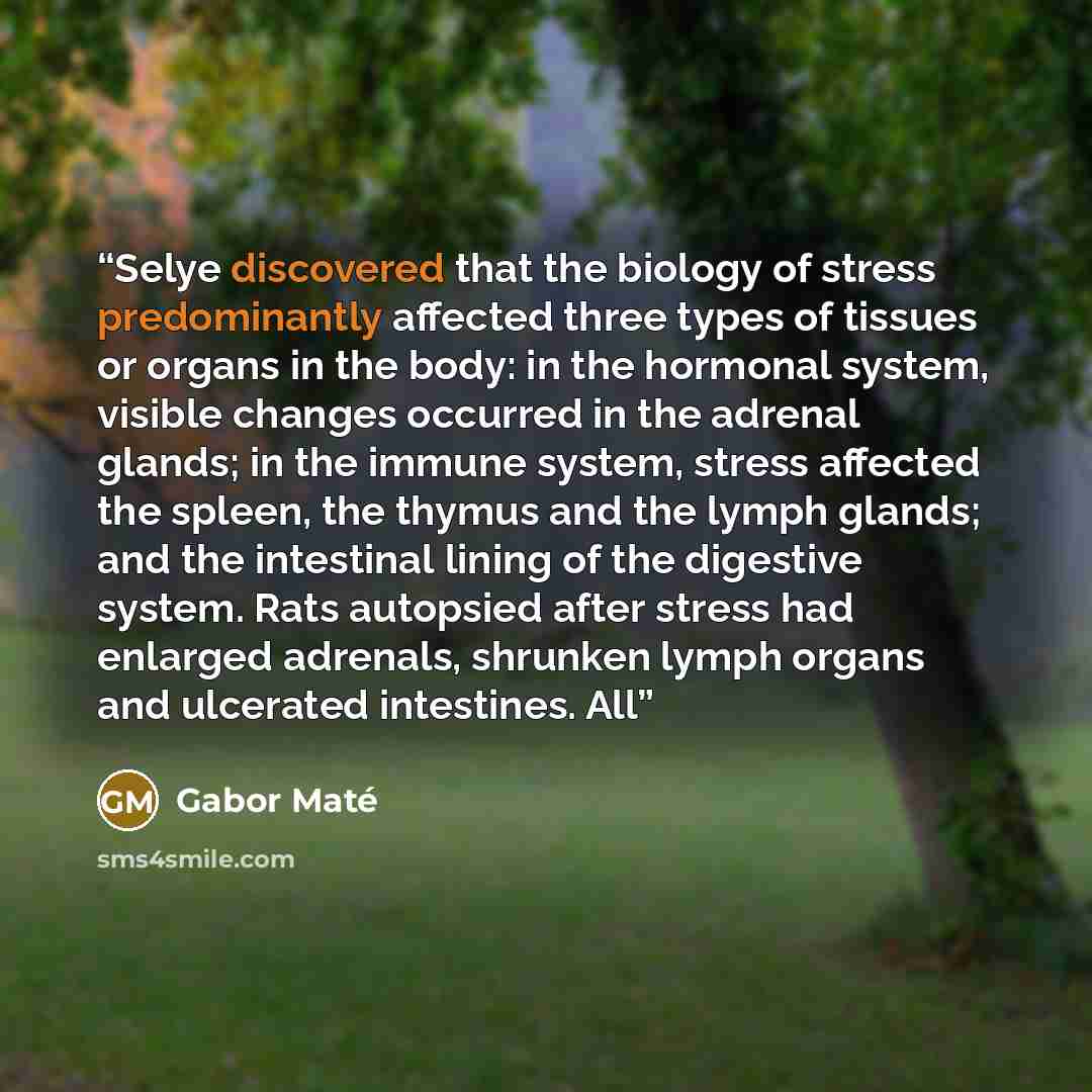“Selye discovered that the biology of stress predominantly affected three types of tissues or organs in the body: in the hormonal system, visible changes occurred in the adrenal glands; in the immune system, stress affected the spleen, the thymus and the lymph glands; and the intestinal lining of…” quote by Gabor Maté