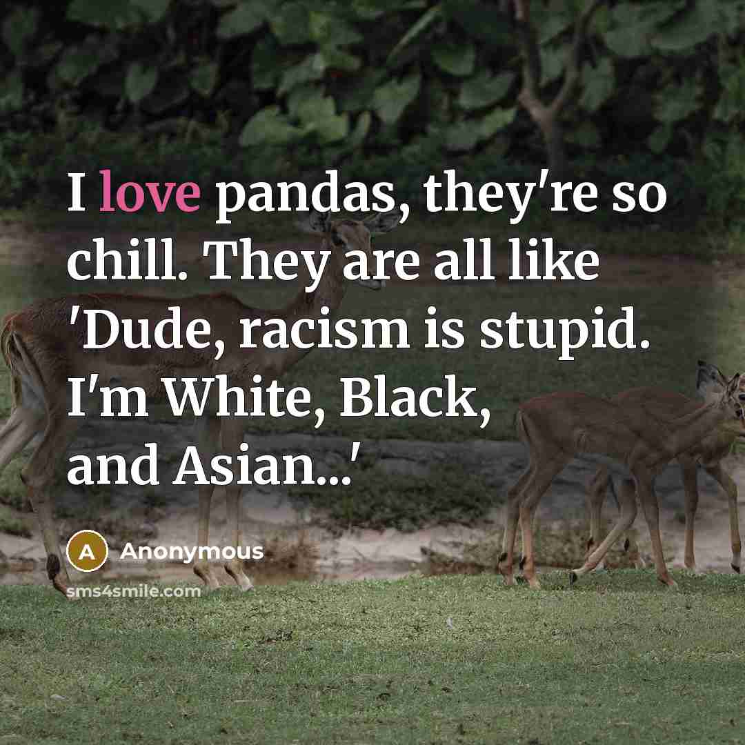 “I love pandas, they're so chill. They are all like…” quote by Anonymous