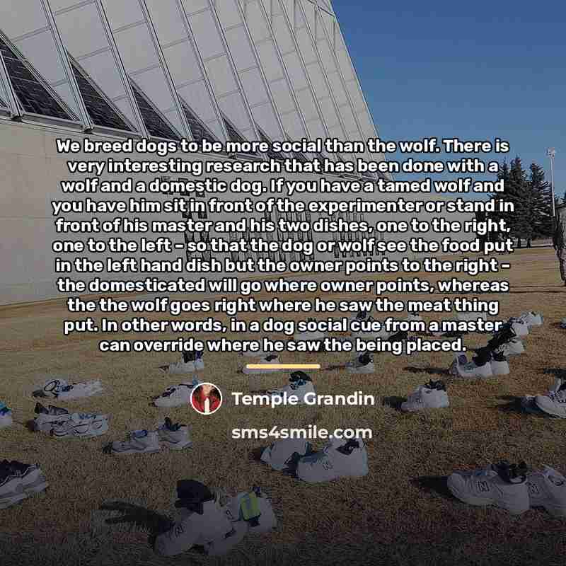 “We breed dogs to be more social than the wolf.…” quote by Temple Grandin