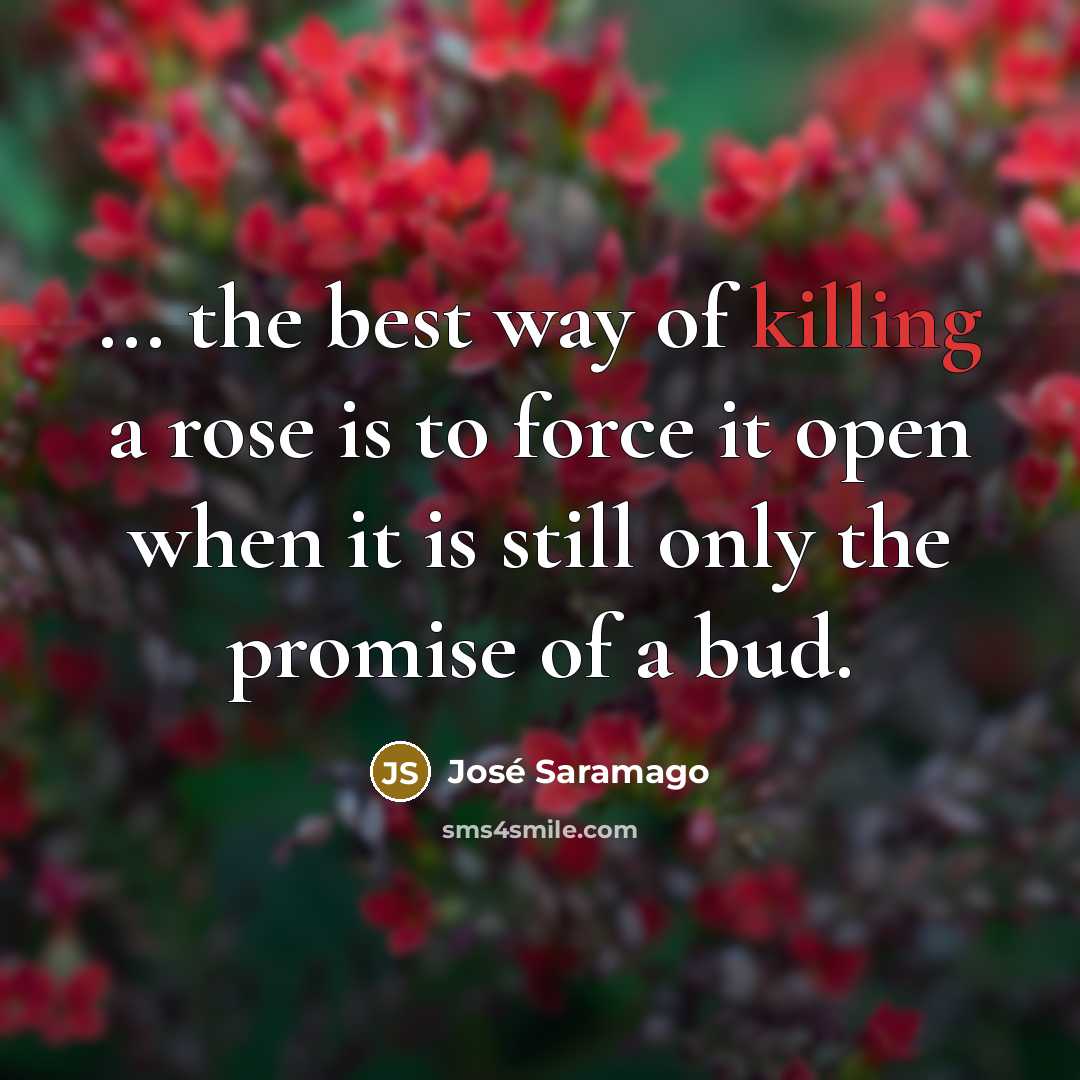 “... the best way of killing a rose is to…” quote by Jose Saramago