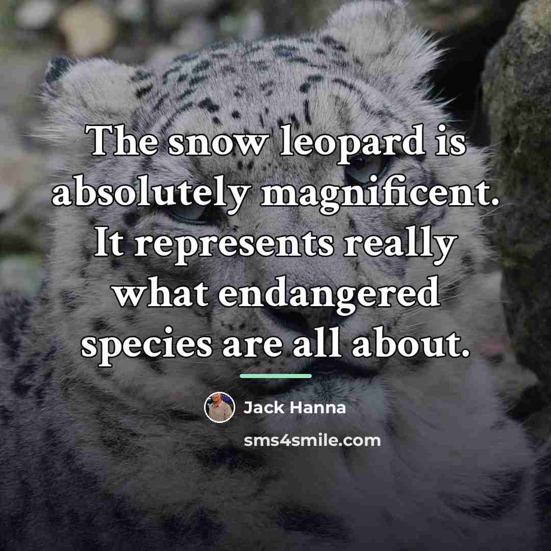 “The snow leopard is absolutely magnificent. It represents really what…” quote by Jack Hanna