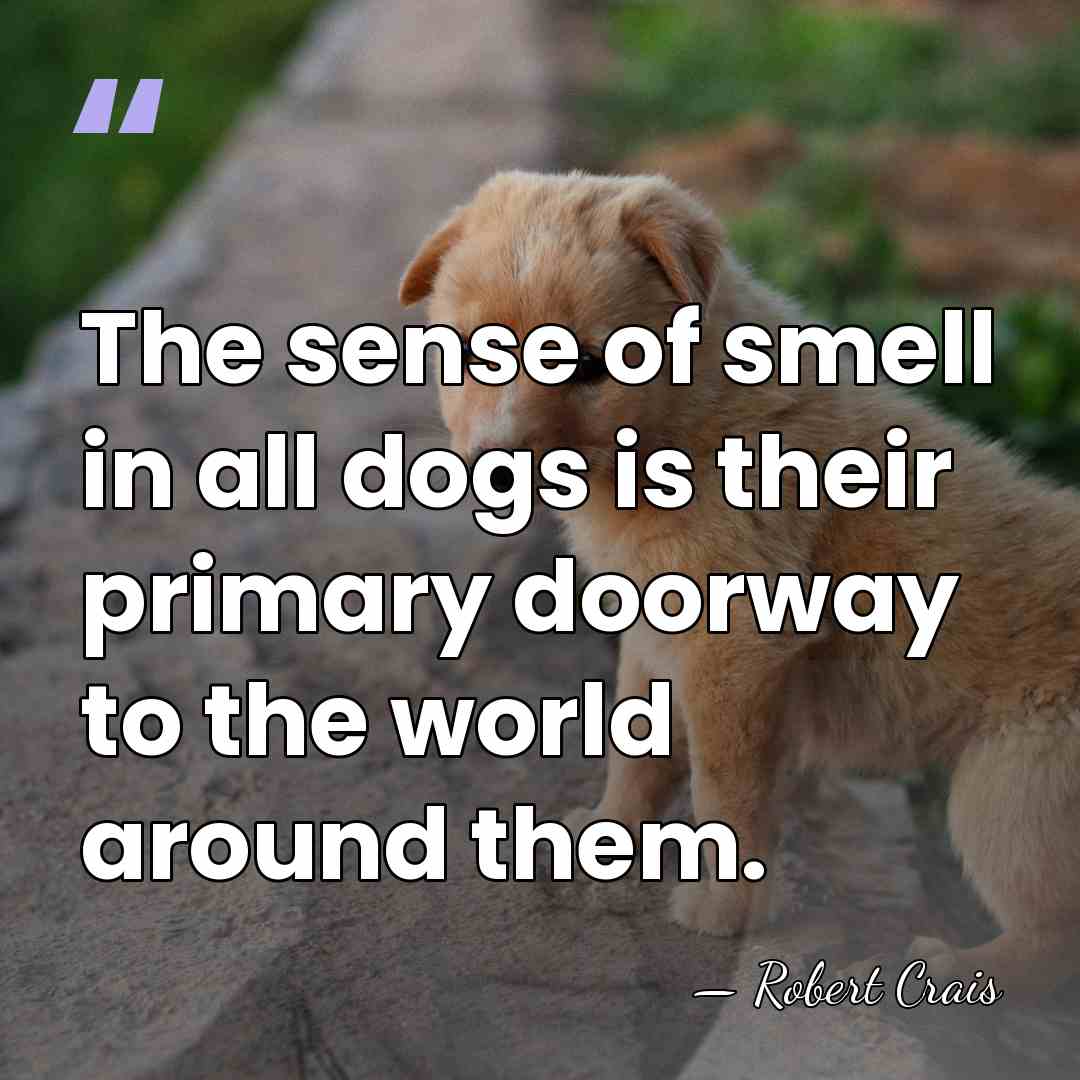 The sense of smell in all dogs is their primary doorway to&hellip; - Robert Crais