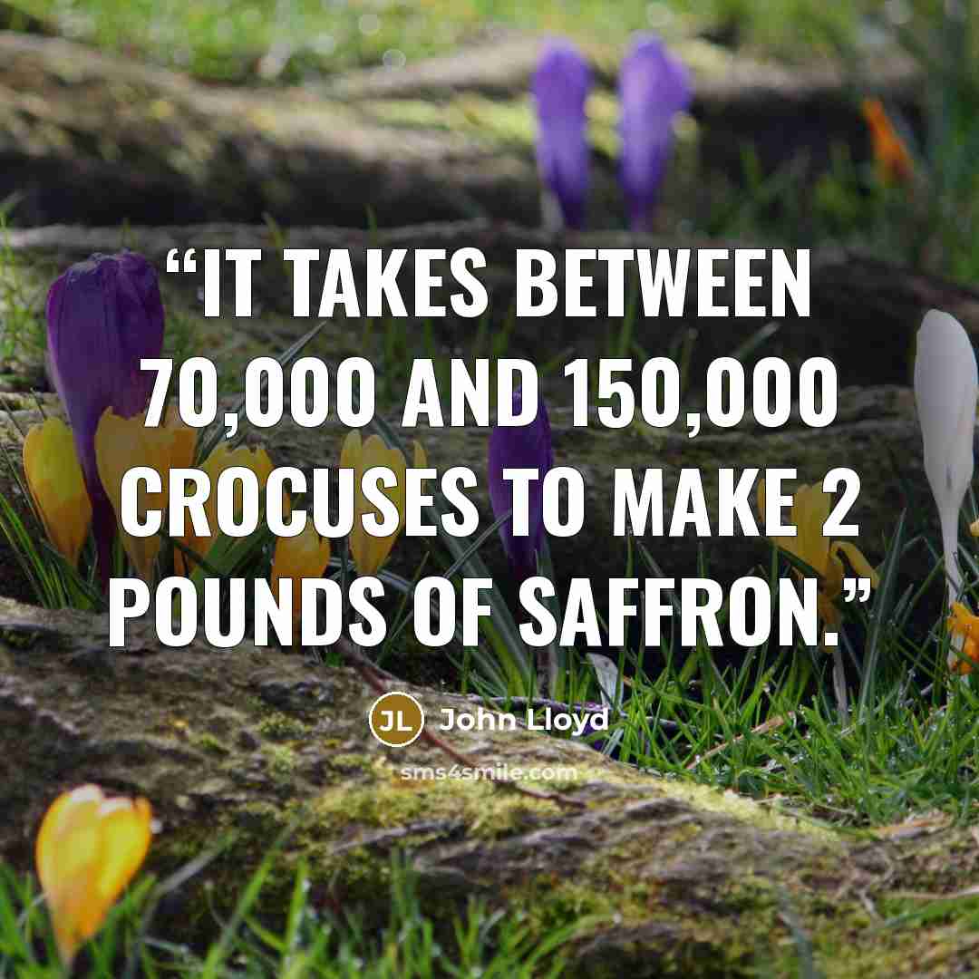 “It takes between 70,000 and 150,000 crocuses to make 2 pounds of saffron.” quote by John Lloyd