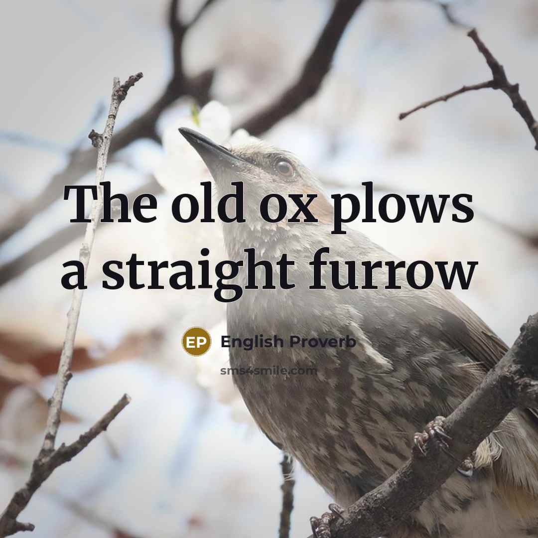 “The old ox plows a straight furrow…” quote by English Proverb