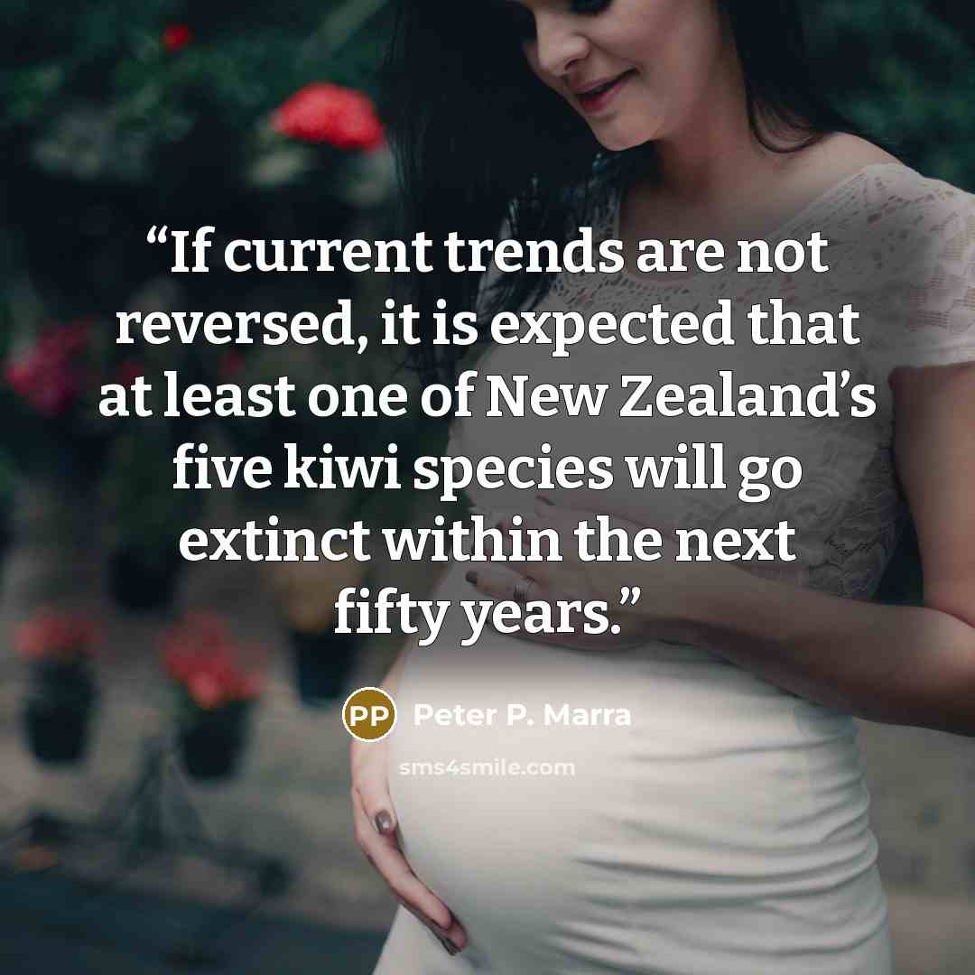 “If current trends are not reversed, it is expected that at least one of New Zealand’s five kiwi species will go extinct within the next fifty years.” quote by Peter P. Marra