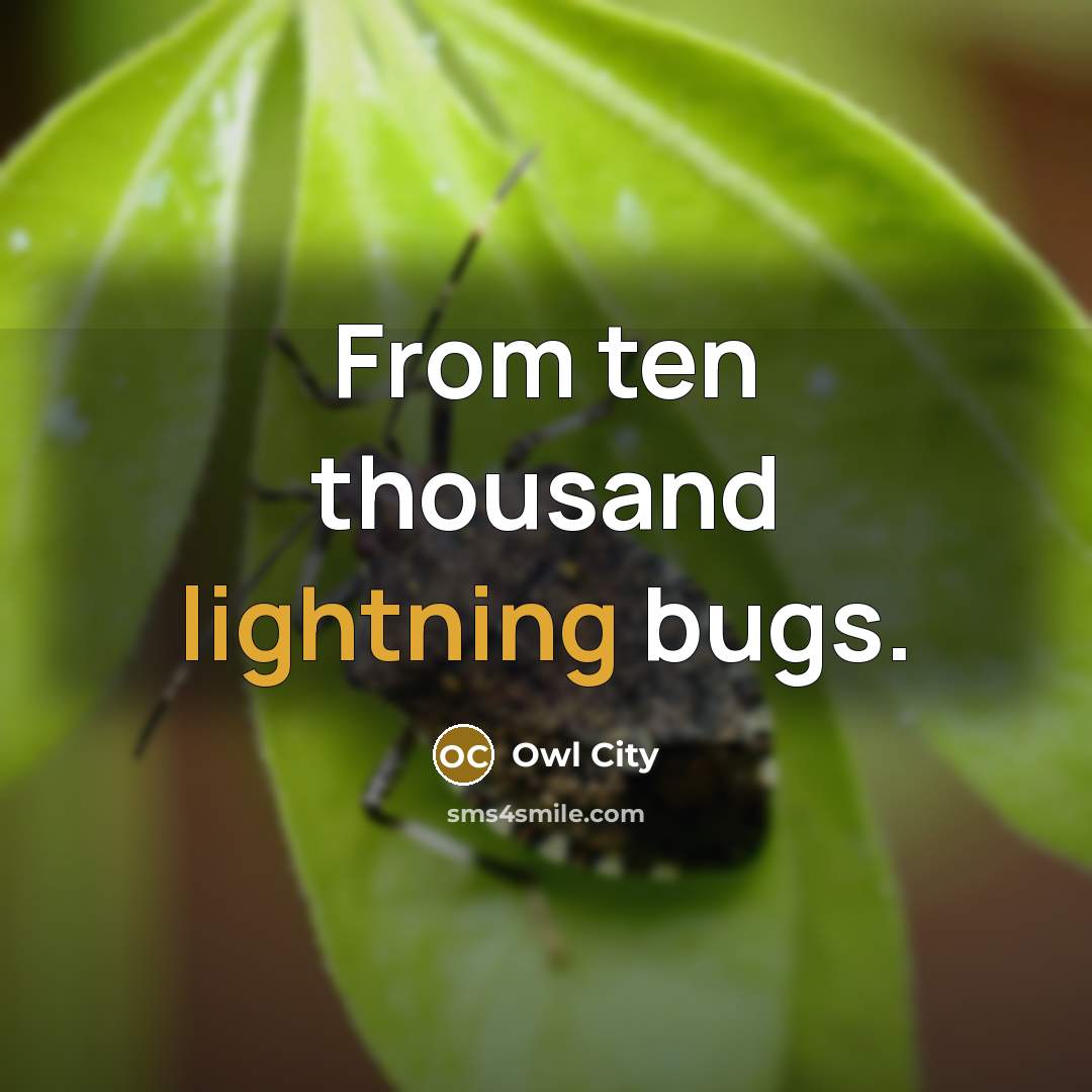 “From ten thousand lightning bugs.” quote by Owl City