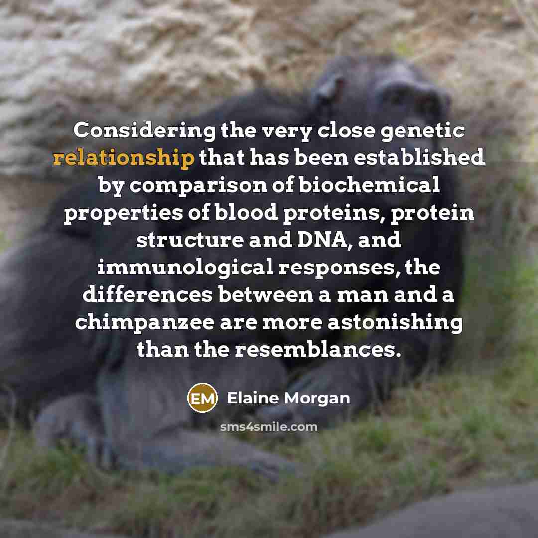 “Considering the very close genetic relationship that has been established…” quote by Elaine Morgan