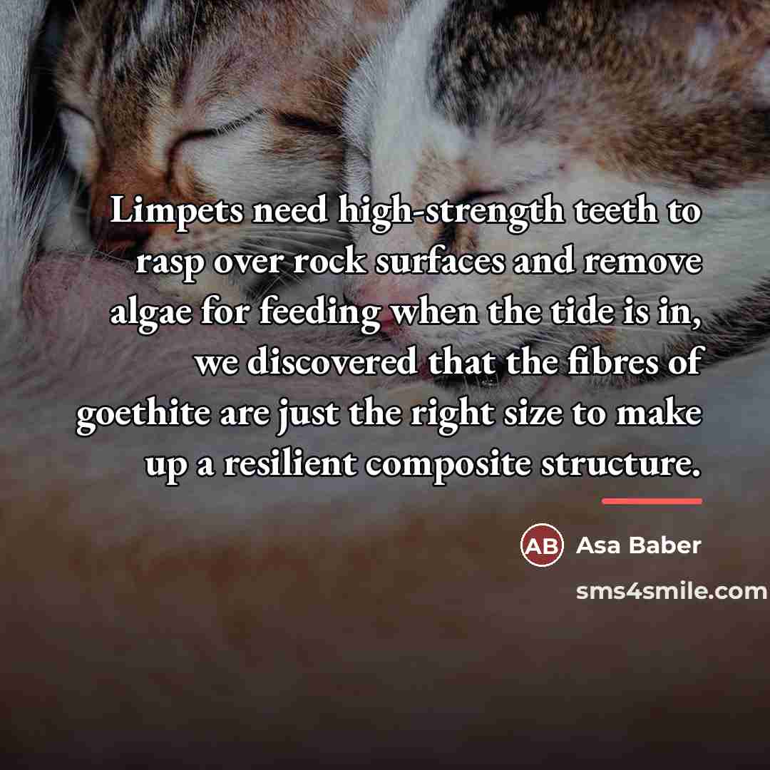 “Limpets need high-strength teeth to rasp over rock surfaces and…” quote by Asa Baber