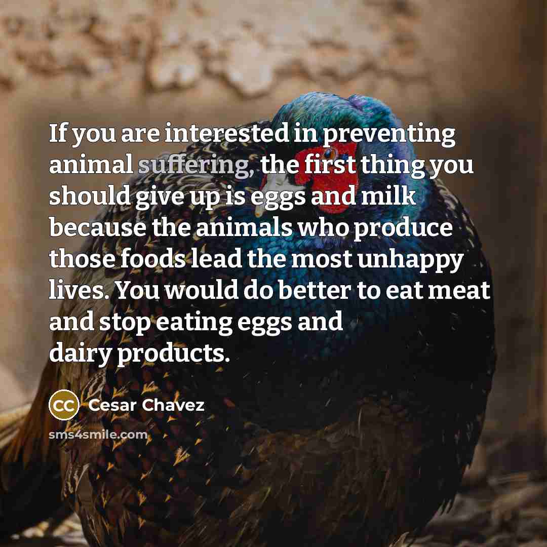 “If you are interested in preventing animal suffering, the first…” quote by Cesar Chavez