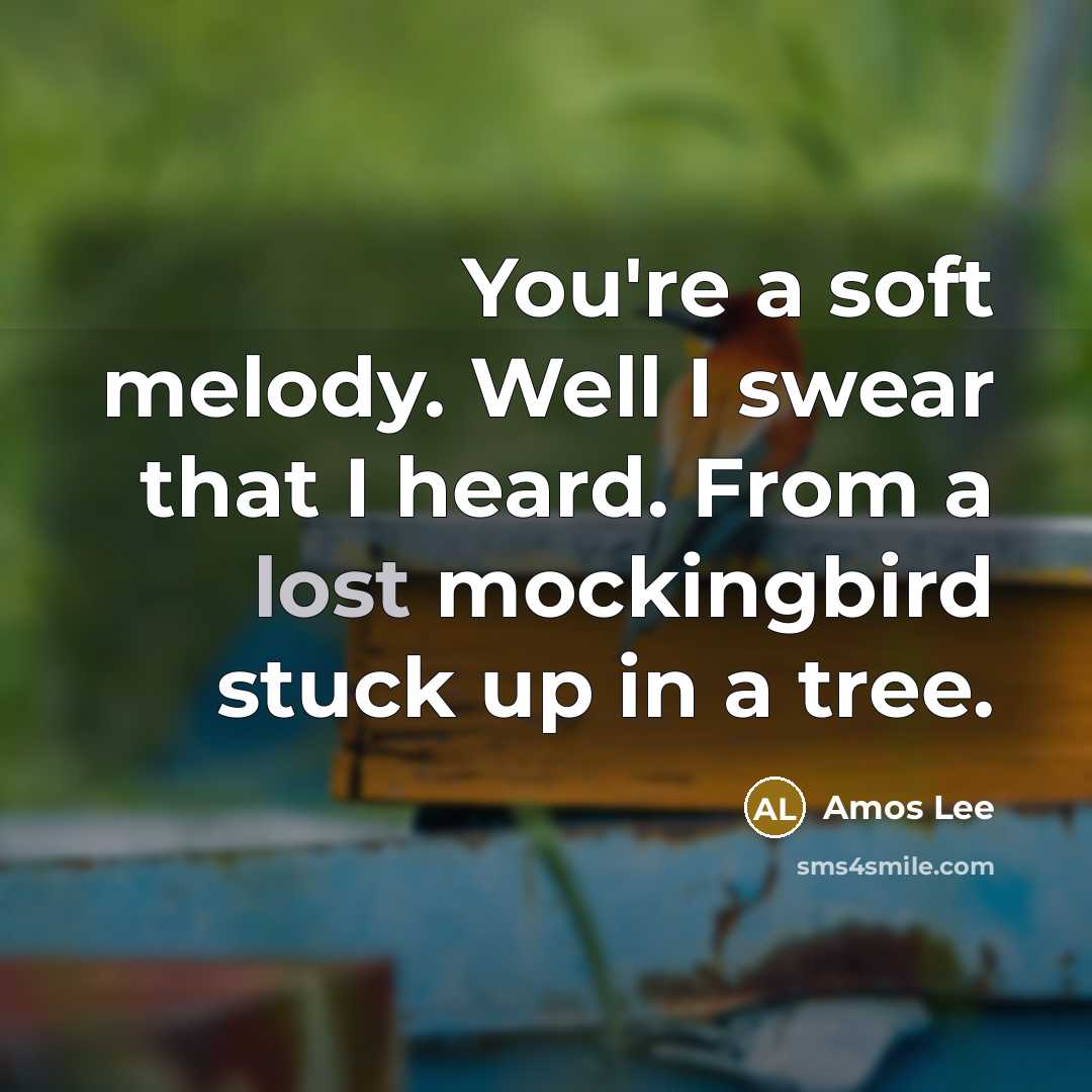 “You're a soft melody. Well I swear that I heard. From a lost mockingbird stuck up in a tree.” quote by Amos Lee