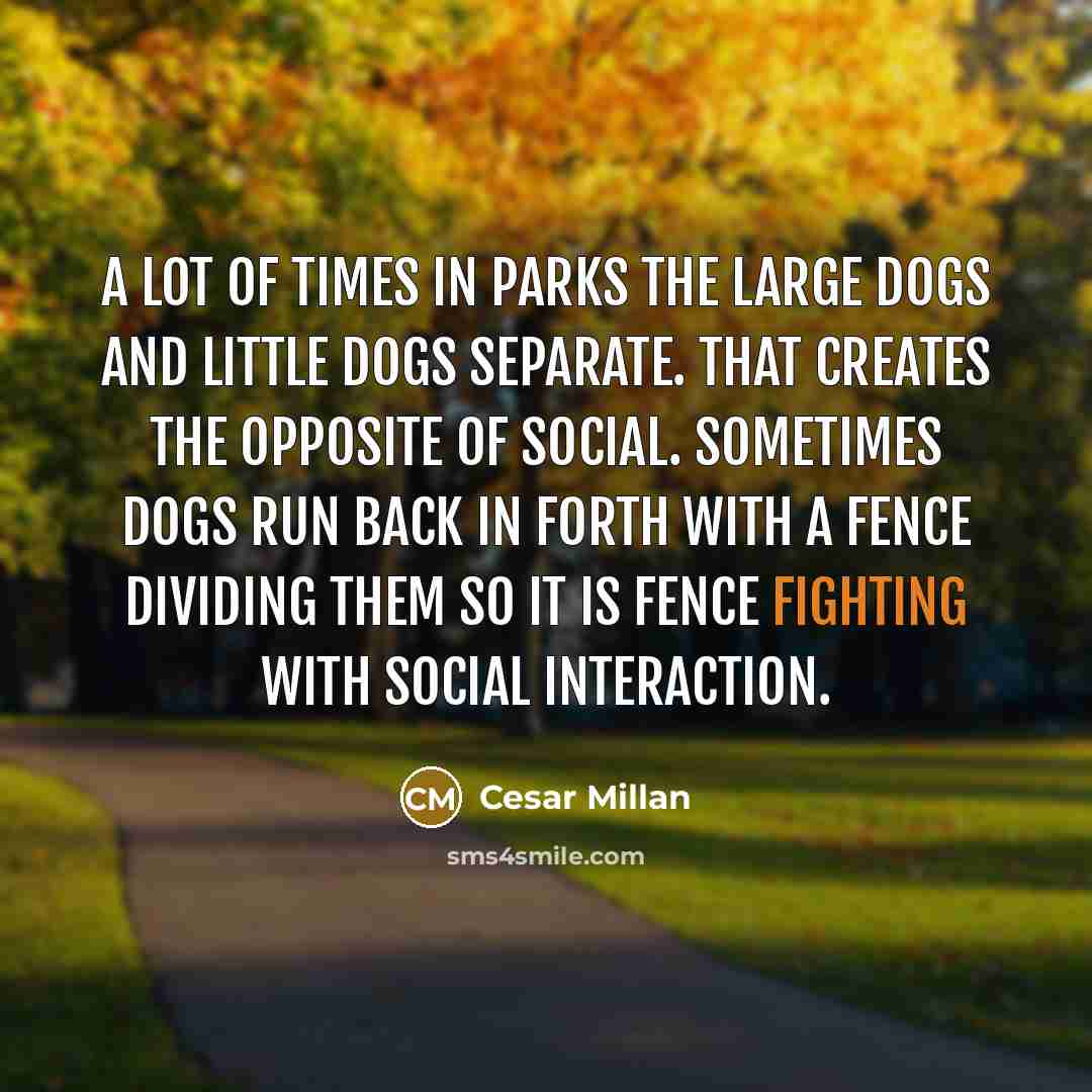 “A lot of times in parks the large dogs and little dogs separate. That creates the opposite of social. Sometimes dogs run back in forth with a fence dividing them so it is fence fighting with social interaction.” quote by Cesar Millan
