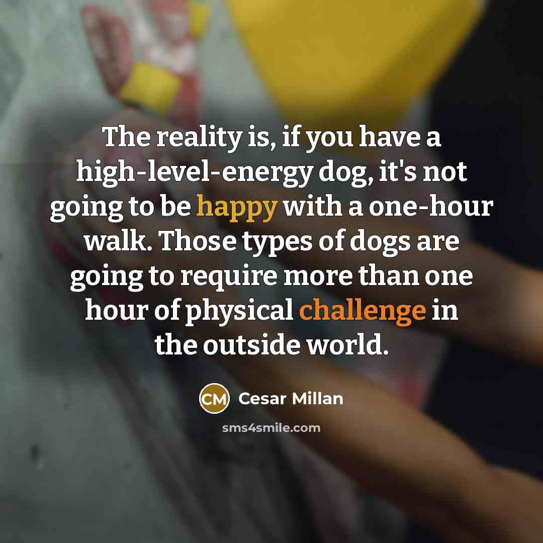 “The reality is, if you have a high-level-energy dog, it's not going to be happy with a one-hour walk. Those types of dogs are going to require more than one hour of physical challenge in the outside world.” quote by Cesar Millan