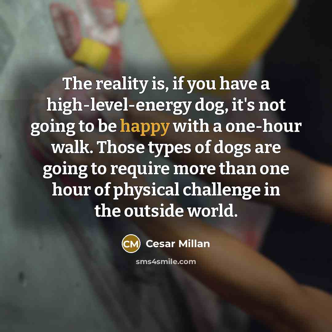 “The reality is, if you have a high-level-energy dog, it's…” quote by Cesar Millan