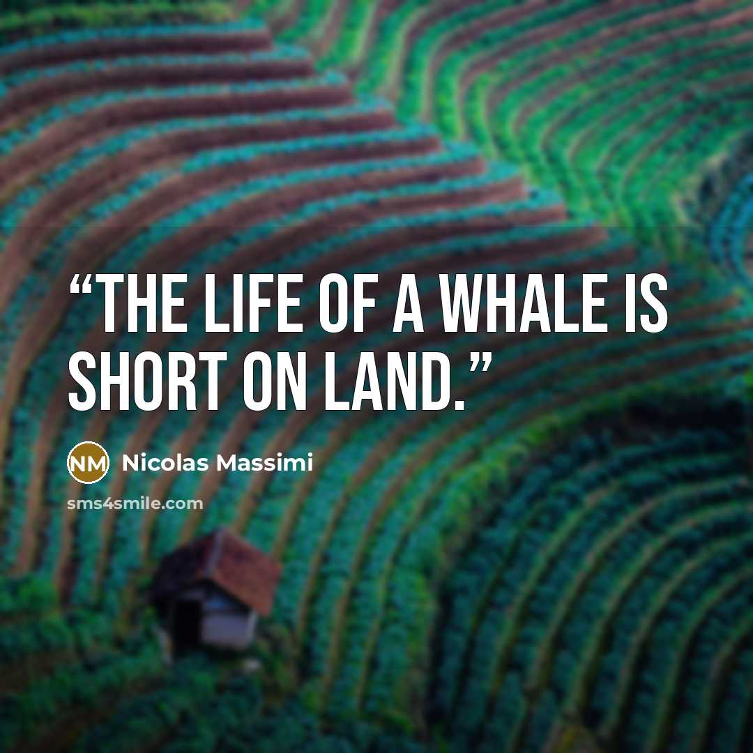 “The life of a whale is short on land.” quote by Nicolas Massimi