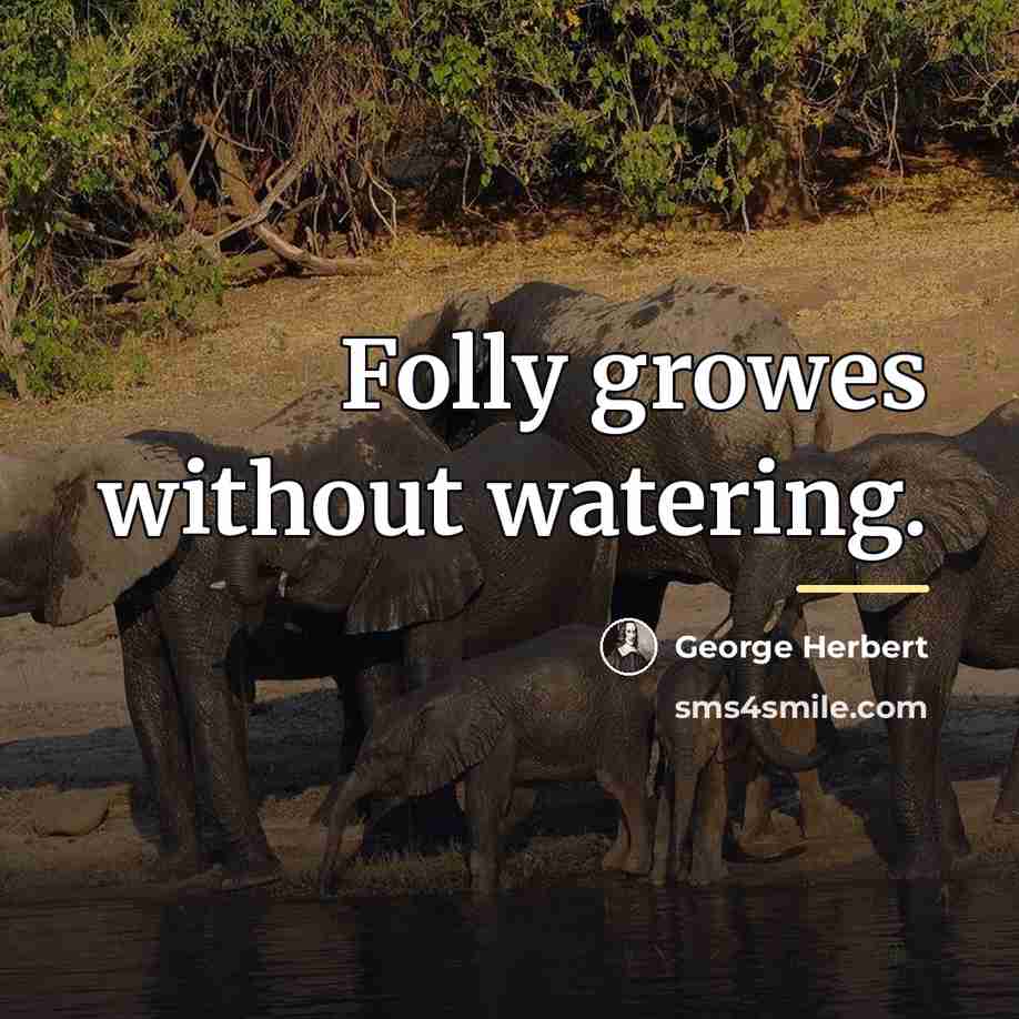“Folly growes without watering.…” quote by George Herbert