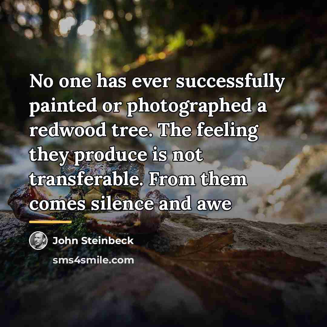 “No one has ever successfully painted or photographed a redwood…” quote by John Steinbeck