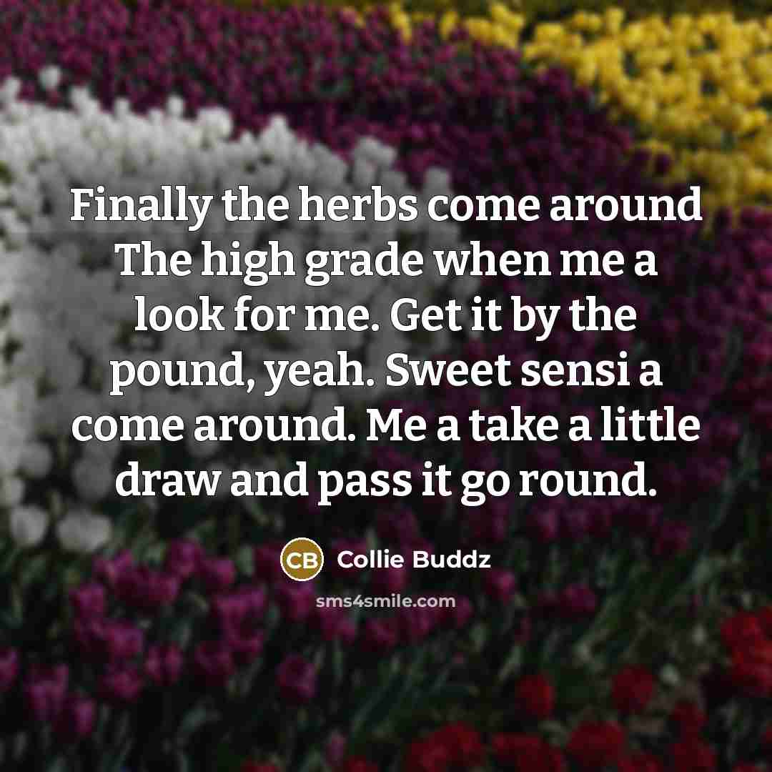 “Finally the herbs come around The high grade when me a look for me. Get it by the pound, yeah. Sweet sensi a come around. Me a take a little draw and pass it go round.” quote by Collie Buddz