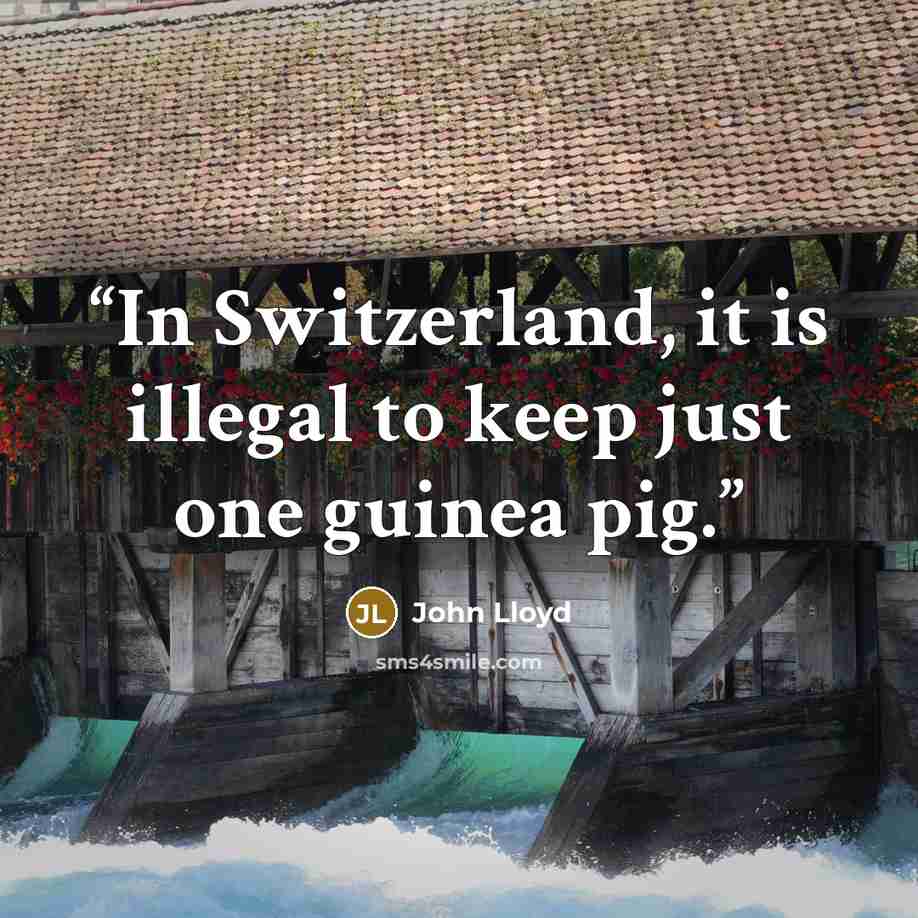 “In Switzerland, it is illegal to keep just one guinea pig.” quote by John Lloyd