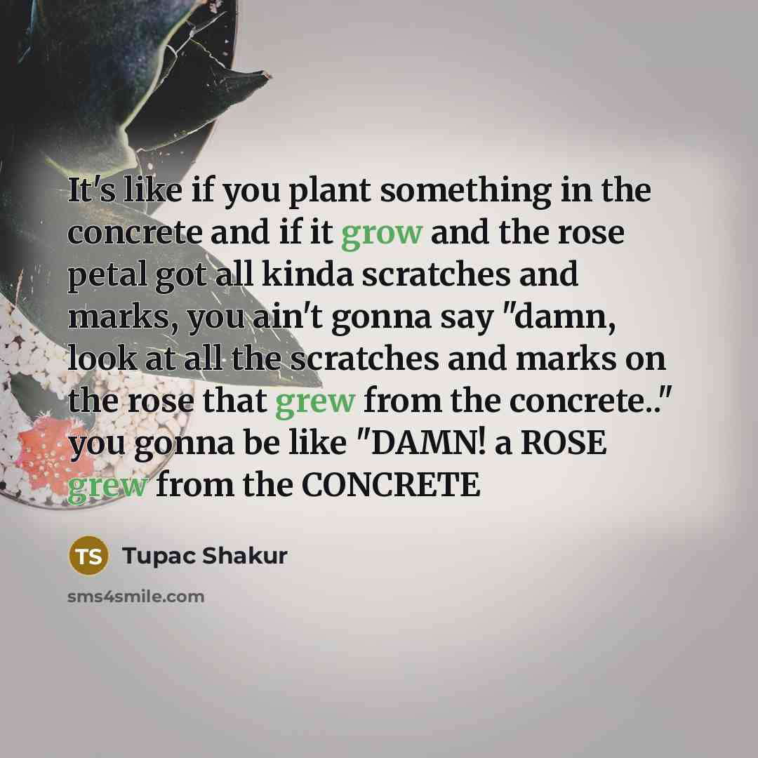“It's like if you plant something in the concrete and if it grow and the rose petal got all kinda scratches and marks, you ain't gonna say "damn, look at all the scratches and marks on the rose that grew from the concrete.." you gonna be like "DAMN! a ROSE grew from the CONCRETE” quote by Tupac Shakur