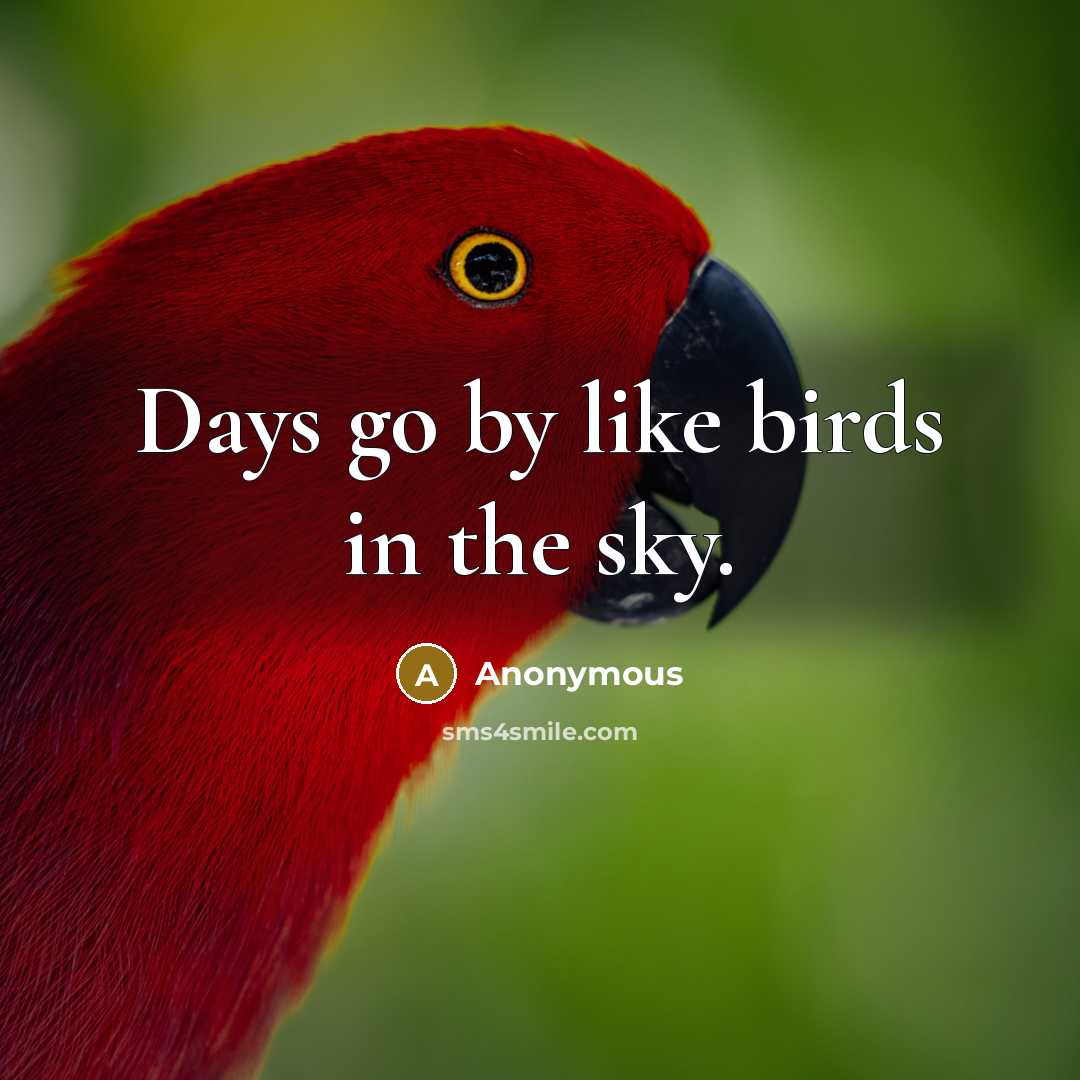 “Days go by like birds in the sky.…” quote by Anonymous