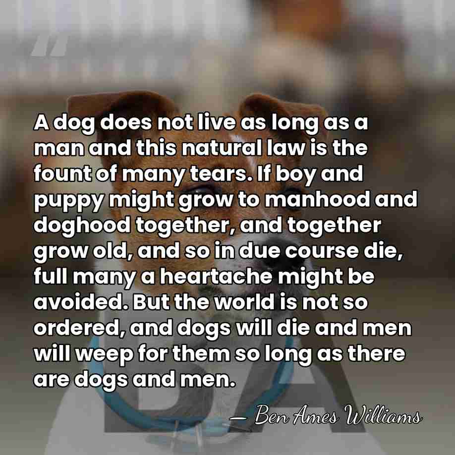 A dog does not live as long as a man and this&hellip; - Ben Ames Williams