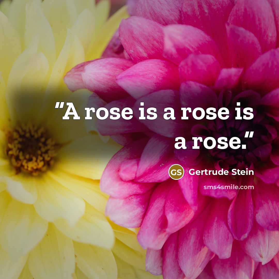 “A rose is a rose is a rose.” quote by Gertrude Stein