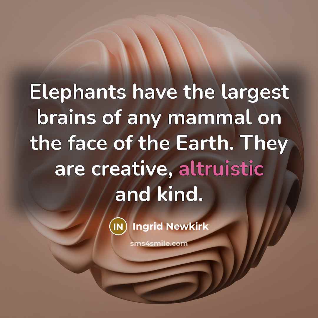 “Elephants have the largest brains of any mammal on the…” quote by Ingrid Newkirk