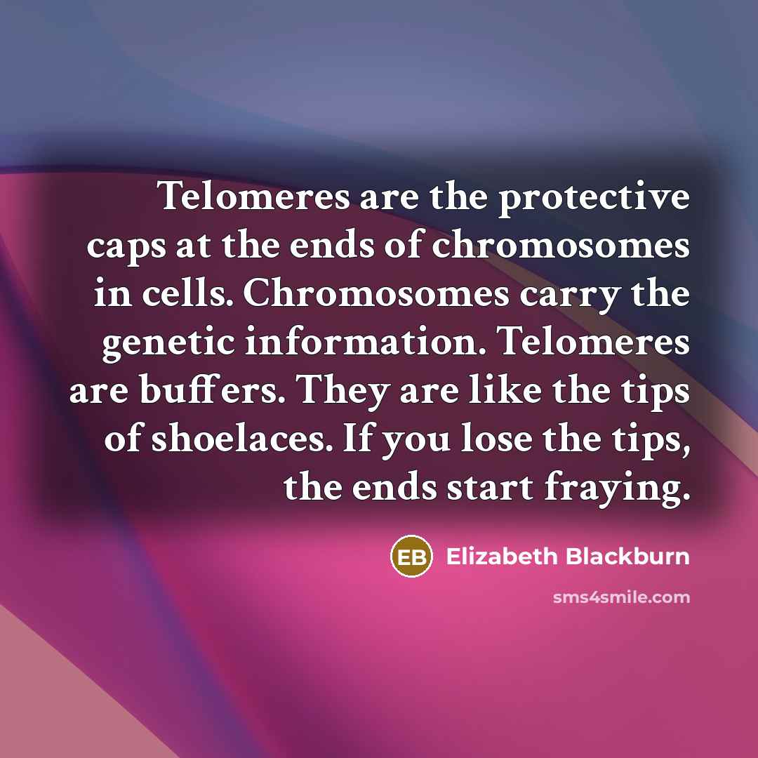 “Telomeres are the protective caps at the ends of chromosomes…” quote by Elizabeth Blackburn