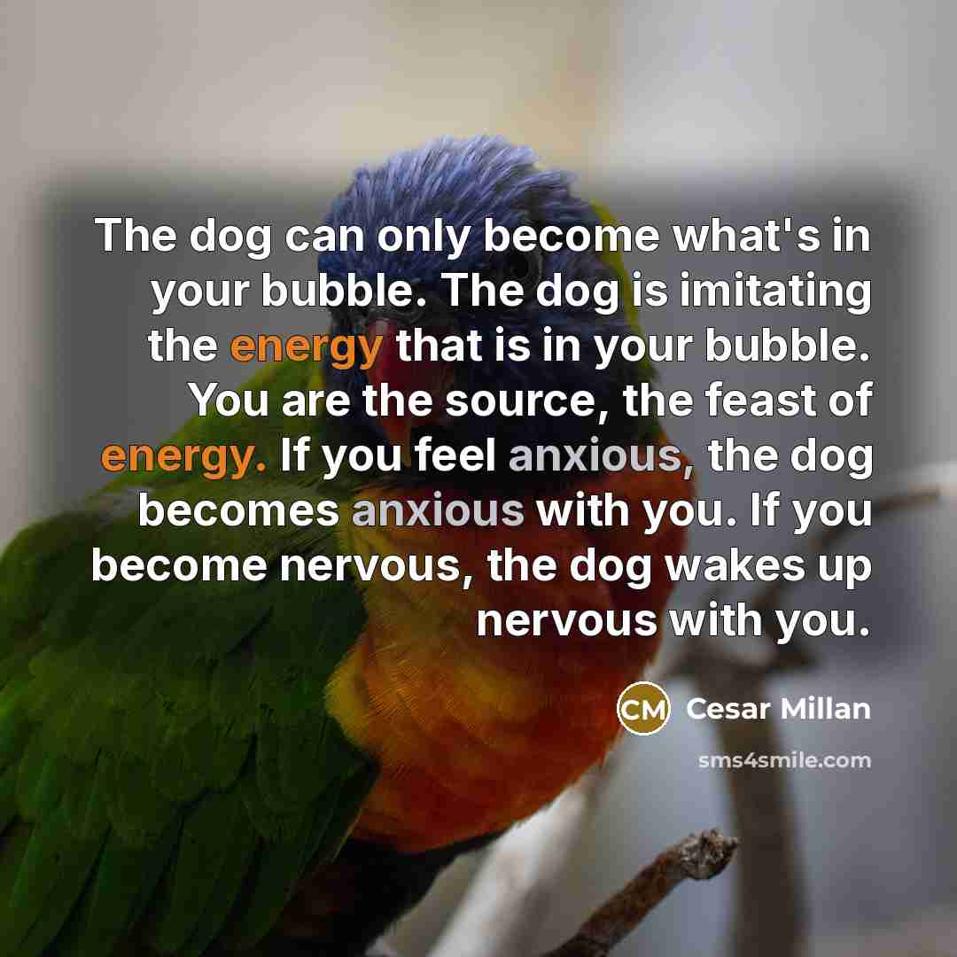 “The dog can only become what's in your bubble. The dog is imitating the energy that is in your bubble. You are the source, the feast of energy. If you feel anxious, the dog becomes anxious with you. If you become nervous, the dog wakes up nervous with you.” quote by Cesar Millan