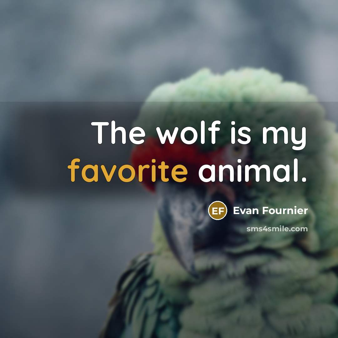 “The wolf is my favorite animal.…” quote by Evan Fournier