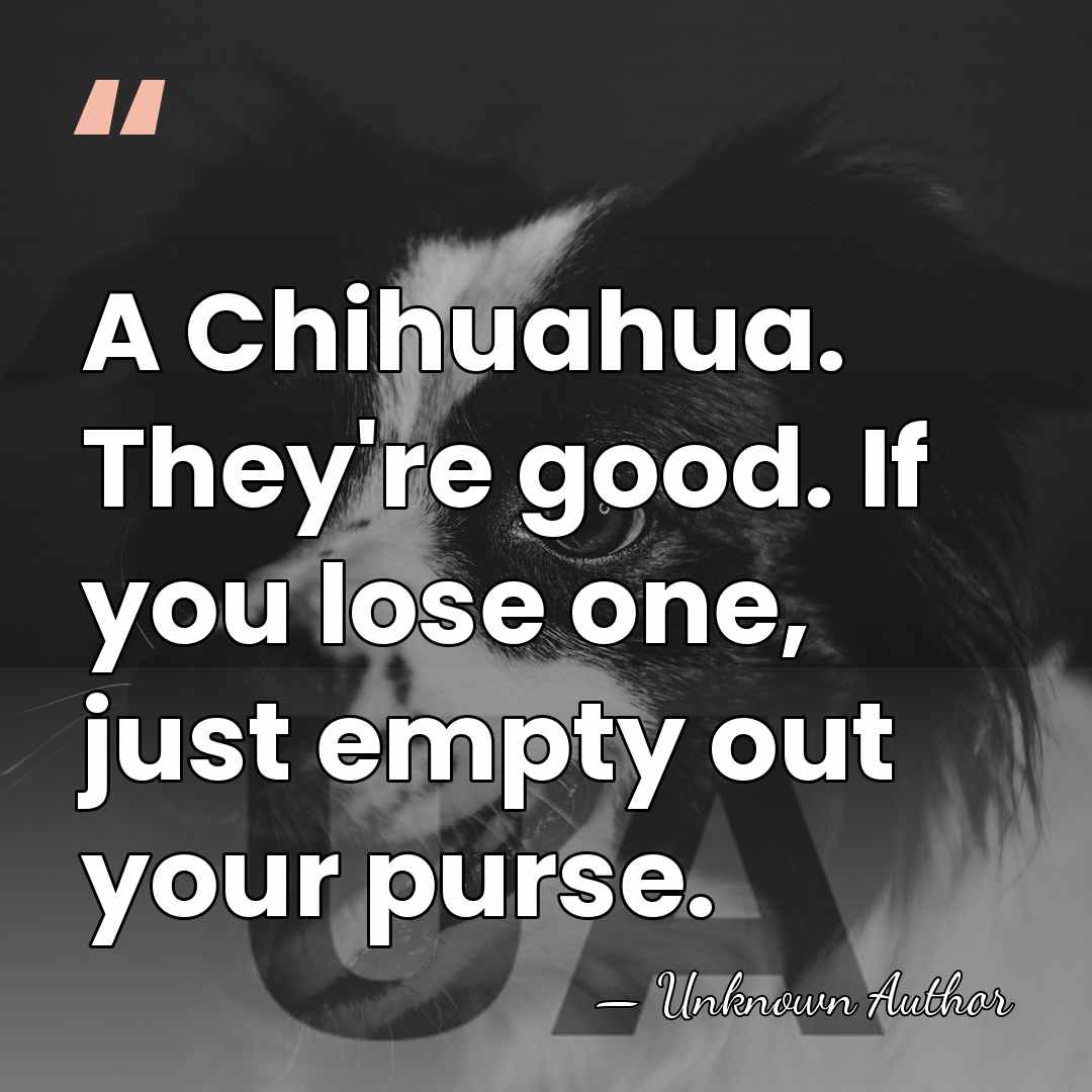 A Chihuahua. They're good. If you lose one, just empty out your&hellip; - Unknown Author
